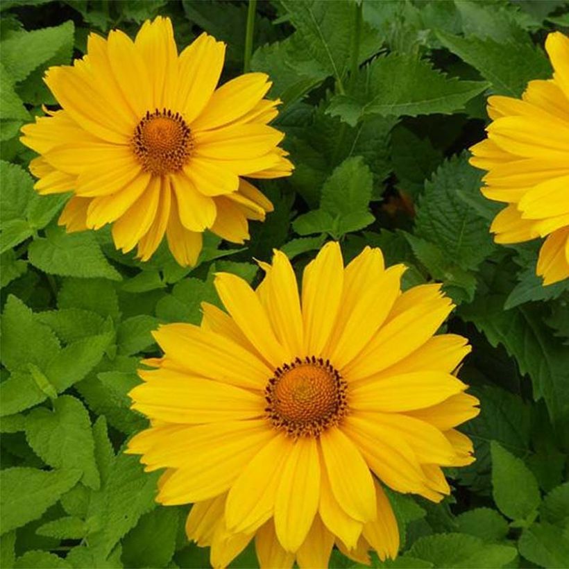 Heliopsis helianthoides Venus - Zonneoog (Bloei)