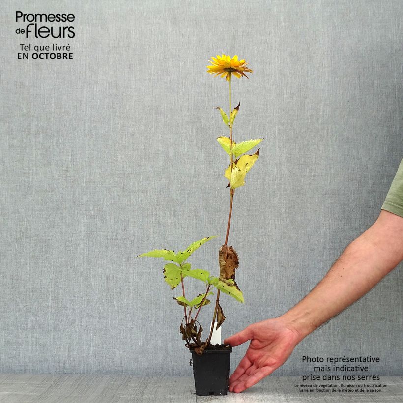 Exemplaar van Heliopsis helianthoides Venus - Zonneoog Kweekpotje van 8/9 cm zoals geleverd in de herfst