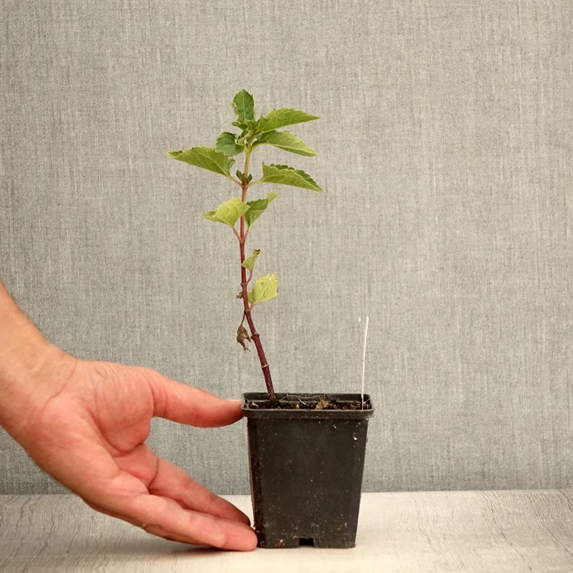 Exemplaar van Heliopsis helianthoides Venus - Zonneoog Kweekpotje van 8/9 cm zoals geleverd in de zomer