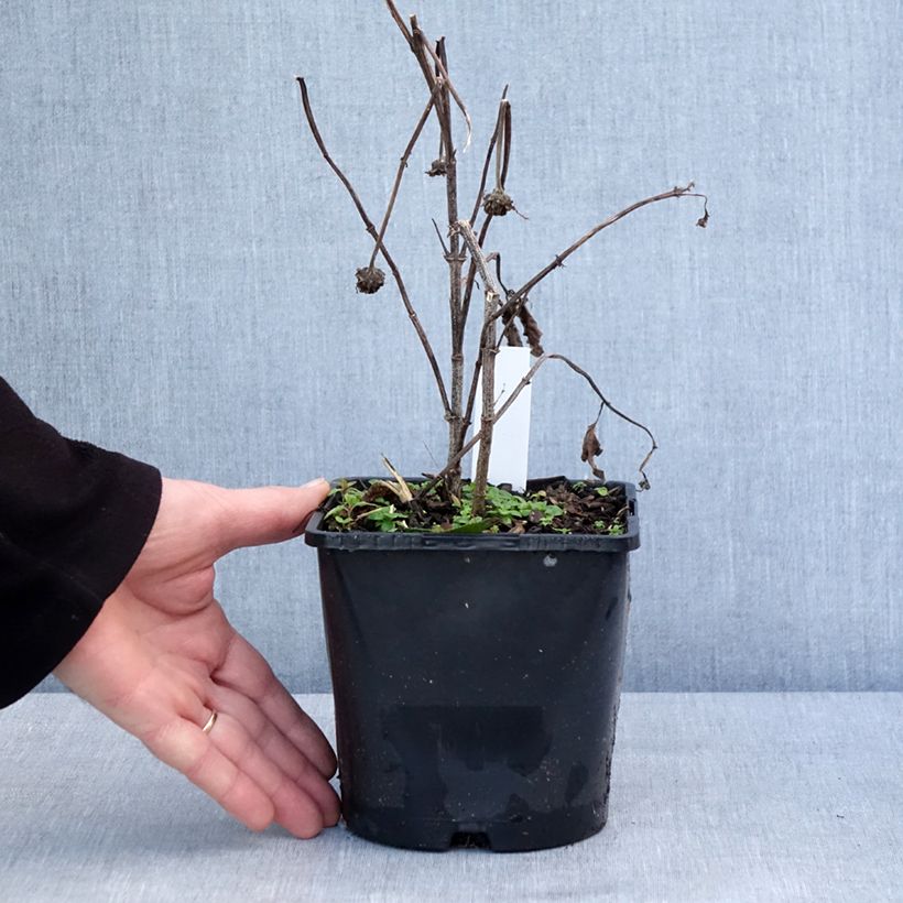 Exemplaar van Heliopsis Luna Roja - Héliopsis faux hélianthe Pot de 2L/3L zoals geleverd in de winter