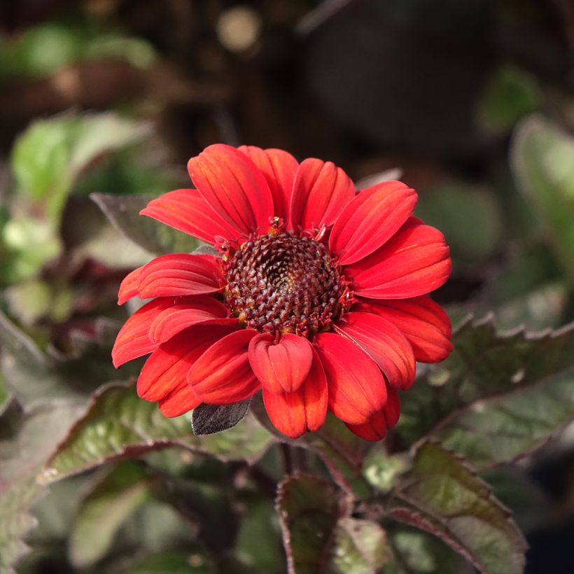 Heliopsis Luna Roja - Zonneoog (Bloei)