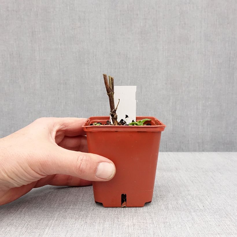 Exemplaar van Heliopsis Punto Rosso Godet de 8/9 cm zoals geleverd in de winter