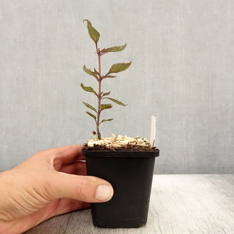 Exemplaar van Heliopsis Summer Pink - Zonneoog Kweekpotje van 8/9 cm zoals geleverd in de herfst