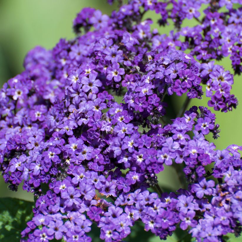Heliotropium arborescens Marine - Heliotroop (Bloei)