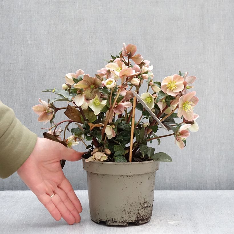 Exemplaar van Helleborus ballardiae Maestro - nieskruid Pot van 2 l/3 l zoals geleverd in de winter
