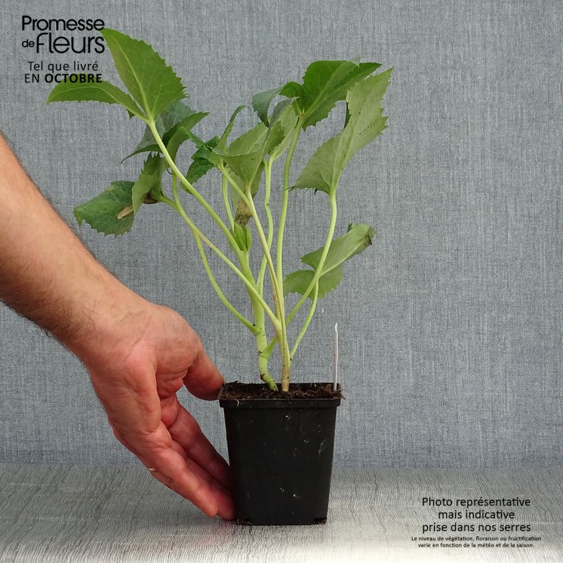 Exemplaar van Helleborus argutifolius - Corsicaans nieskruid Kweekpotje van 8/9 cm zoals geleverd in de herfst