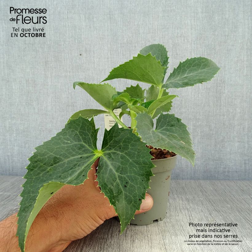 Exemplaar van Helleborus argutifolius - Corsicaans nieskruid Pot van 12 cm / 13 cm zoals geleverd in de herfst
