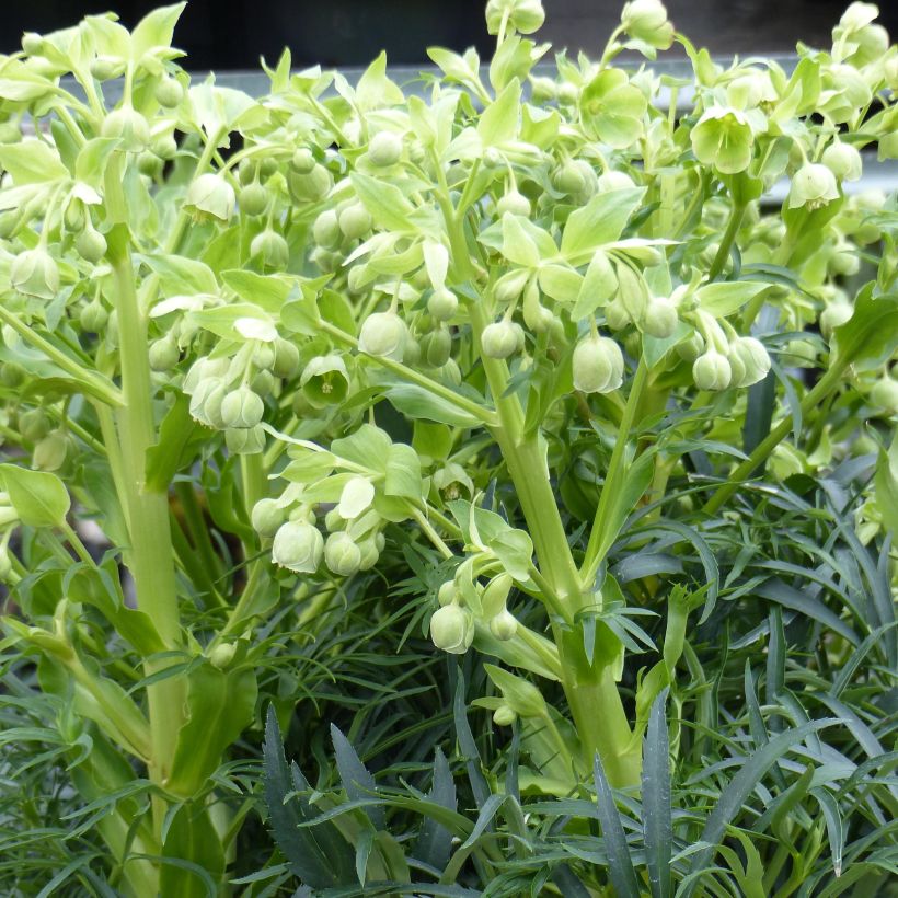 Helleborus foetidus Bowles Form - Stinkend nieskruid (Groeiplaats)