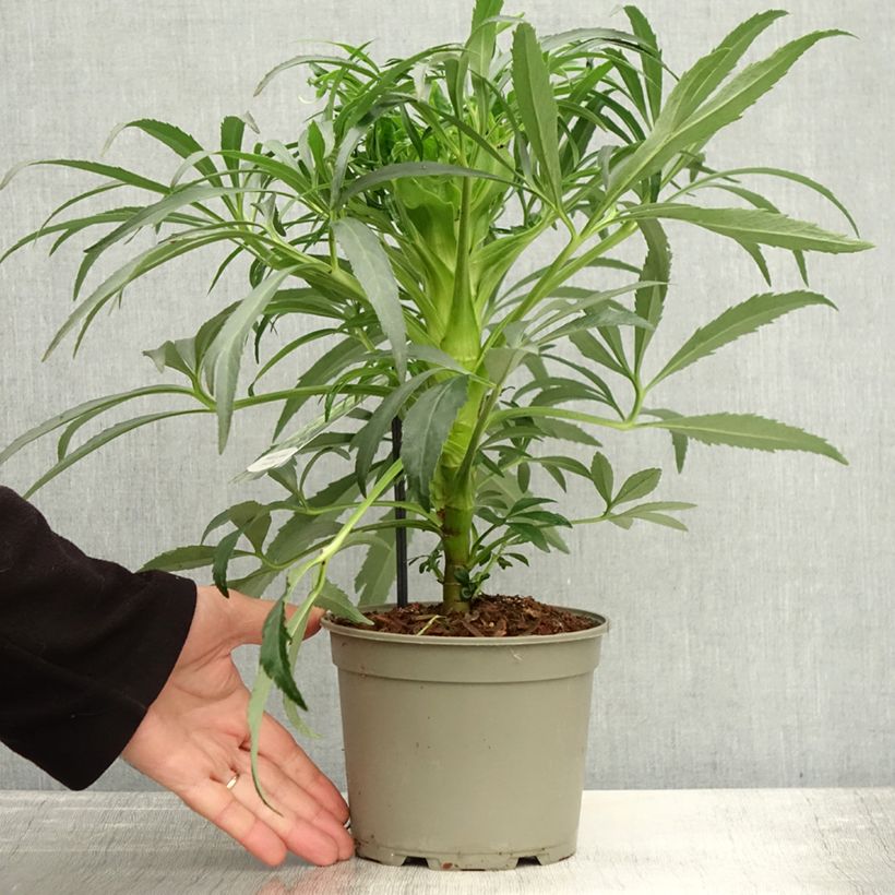 Exemplaar van Helleborus foetidus Bowles Form - Stinkend nieskruid Pot van 1 l/1,5 l zoals geleverd in de herfst