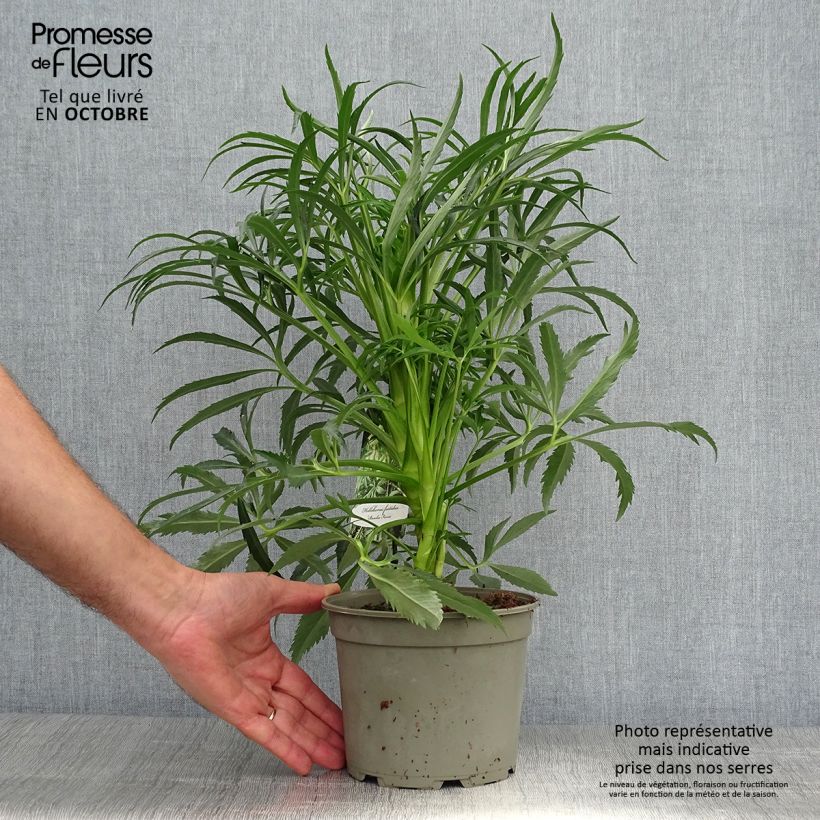 Exemplaar van Helleborus foetidus Bowles Form - Stinkend nieskruid Pot van 2 l/3 l zoals geleverd in de herfst