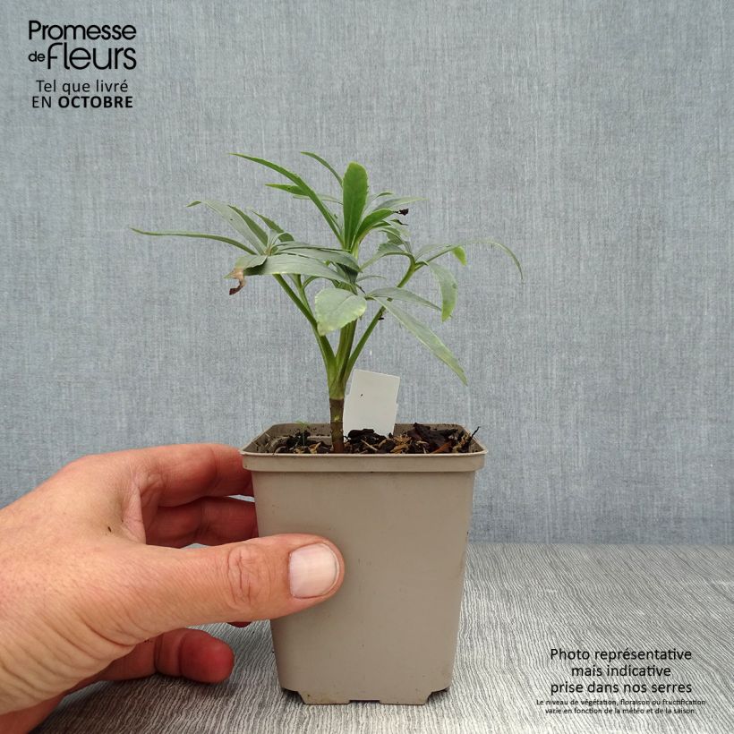 Exemplaar van Helleborus foetidus - Stinkend nieskruid Kweekpotje van 8/9 cm zoals geleverd in de herfst