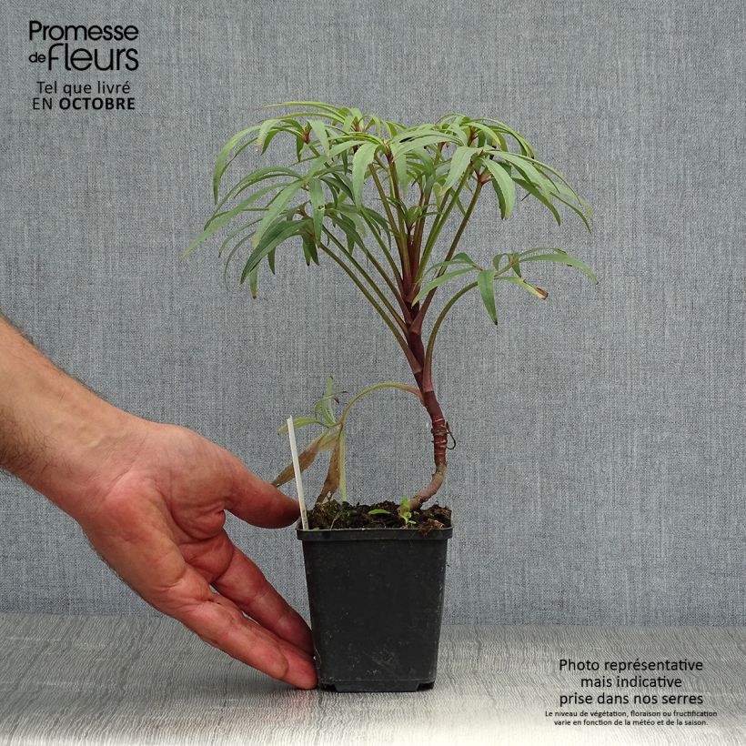 Exemplaar van Helleborus foetidus Wester Flisk Group - Stinkend nieskruid Kweekpotje van 8/9 cm zoals geleverd in de herfst