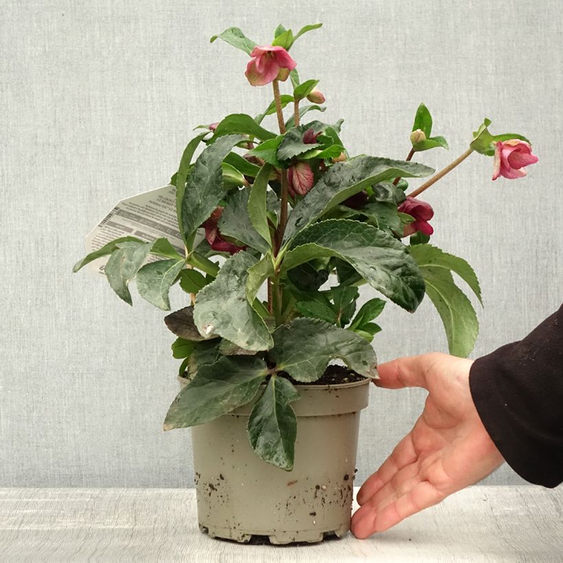 Exemplaar van Hellébore HGC Ice Breaker Ruby Pot de 2L/3L zoals geleverd in de herfst