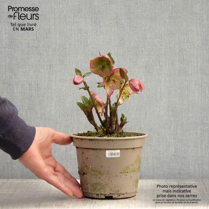 Exemplaar van Helleborus glandorfensis HGC Ice N' Roses Macy Marble - winterroos Pot van 2 l/3 l zoals geleverd in de lente