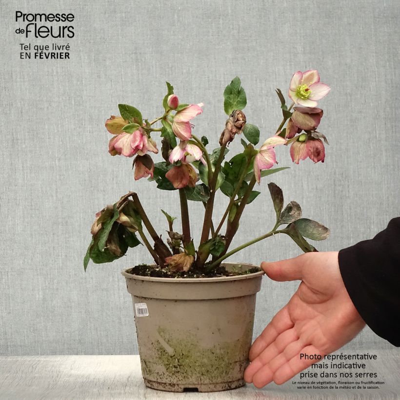 Exemplaar van Hellébore HGC Ice n' Roses Maddy Marble Pot de 2L/3L zoals geleverd in de winter