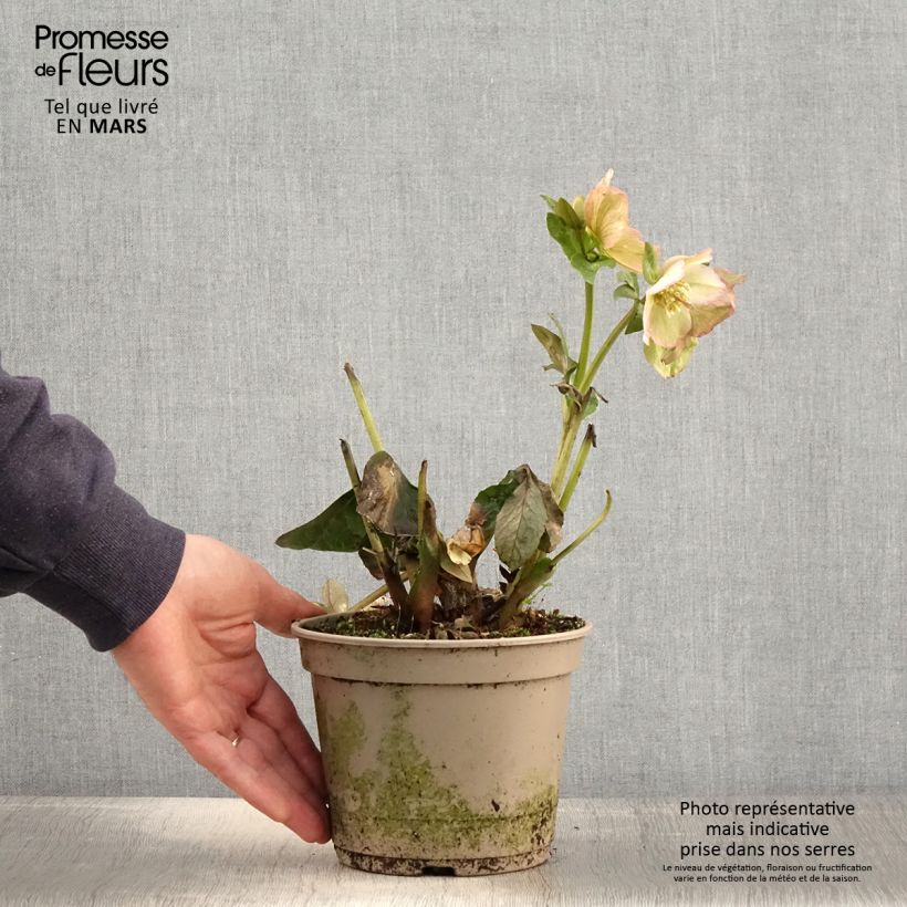 Exemplaar van Helleborus glandorfensis Ice N' Roses Maddy Marble - winterroos Pot van 2 l/3 l zoals geleverd in de lente