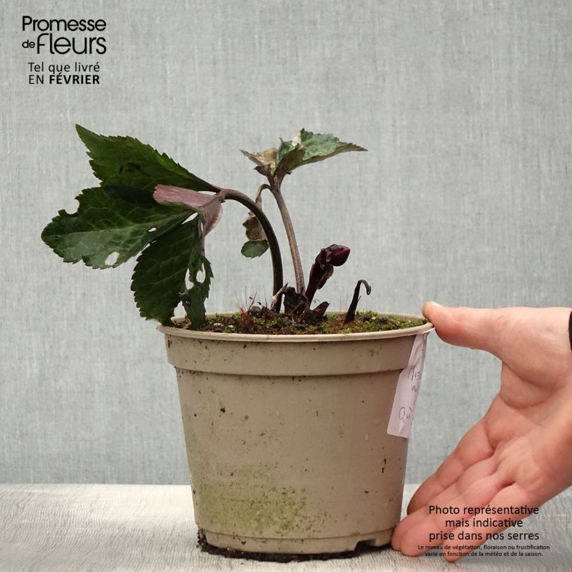 Exemplaar van Helleborus glandorfensis Ice N' Roses Megan Marble - winterroos Pot van 2 l/3 l zoals geleverd in de winter