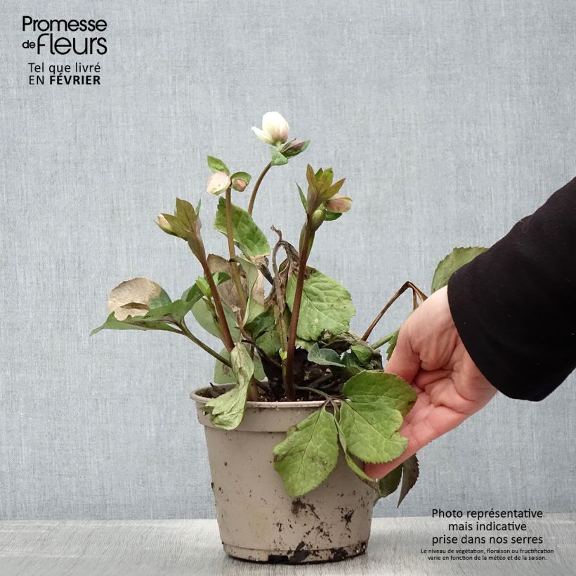Exemplaar van Helleborus glandorfensis HGC Ice N' Roses Mia Marble - winterroos Pot van 2 l/3 l zoals geleverd in de winter