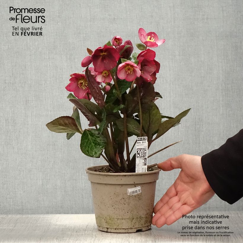 Exemplaar van Hellébore HGC Ice n' Roses Mindy Marble Pot de 2L/3L zoals geleverd in de winter