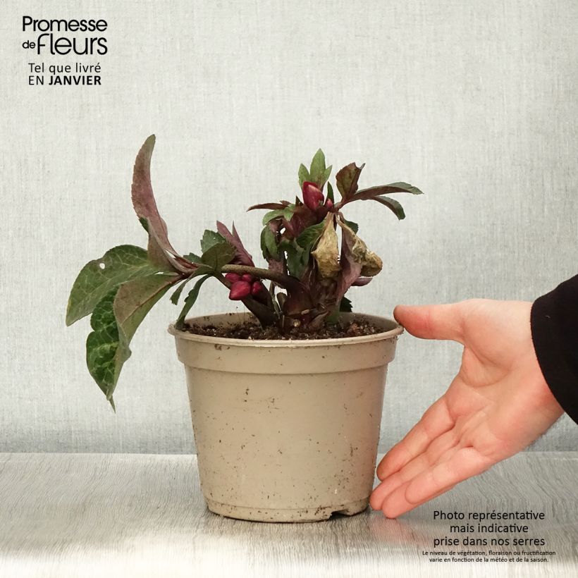 Exemplaar van Helleborus glandorfensis HGC Ice N' Roses Mona Marble - winterroos Pot van 2 l/3 l zoals geleverd in de winter