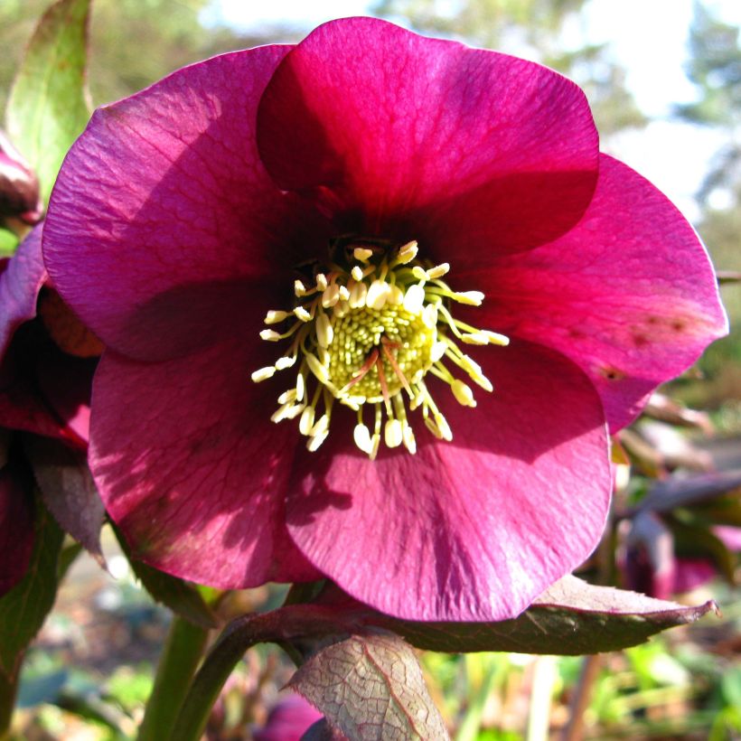 Helleborus glandorfensis Ice N' Roses Red - winterroos (Bloei)