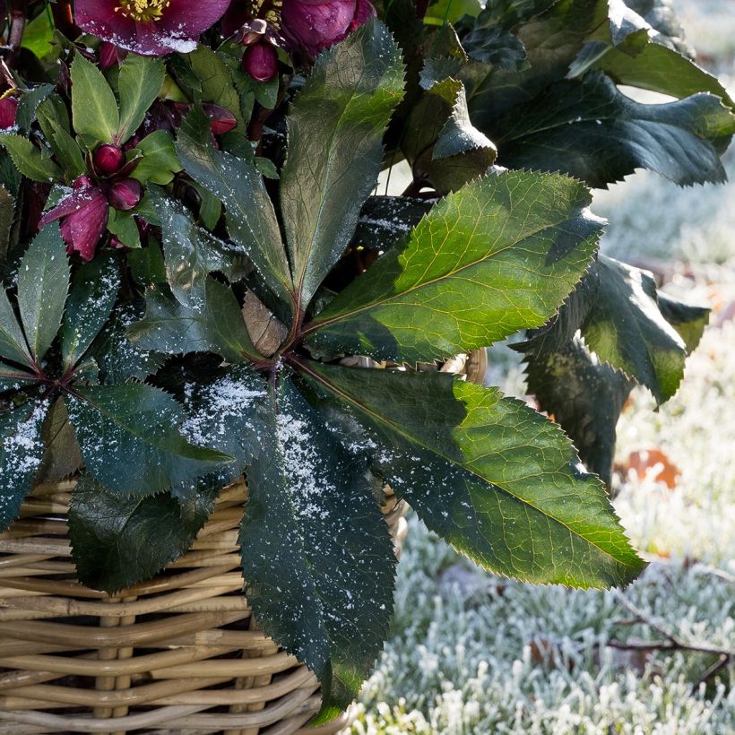 Helleborus glandorfensis Ice N' Roses Red - winterroos (Blad)