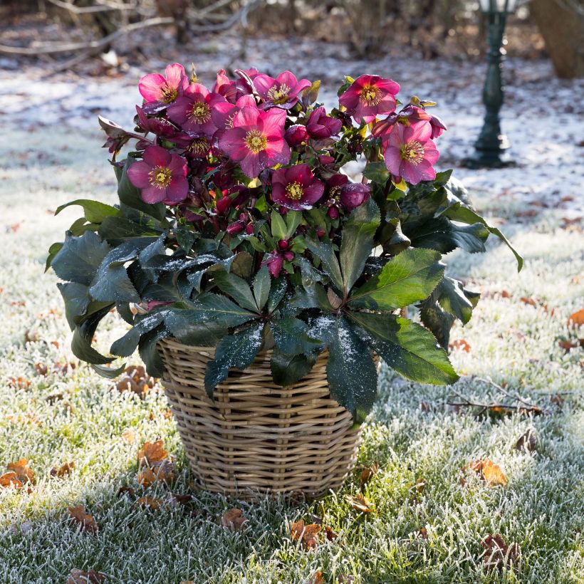 Helleborus glandorfensis Ice N' Roses Red - winterroos (Groeiplaats)