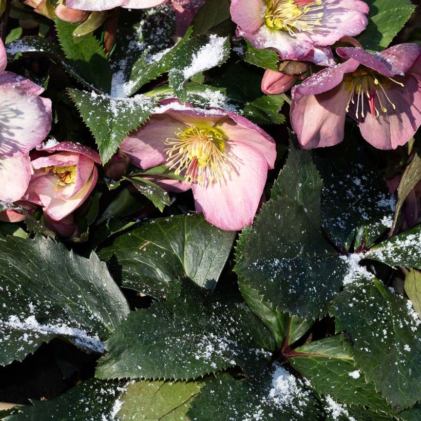 Helleborus glandorfensis HGC Ice N' Roses Pink - winterroos (Blad)