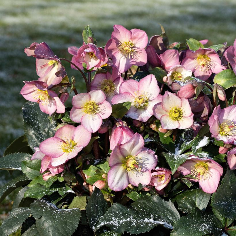 Helleborus glandorfensis HGC Ice N' Roses Pink - winterroos (Groeiplaats)