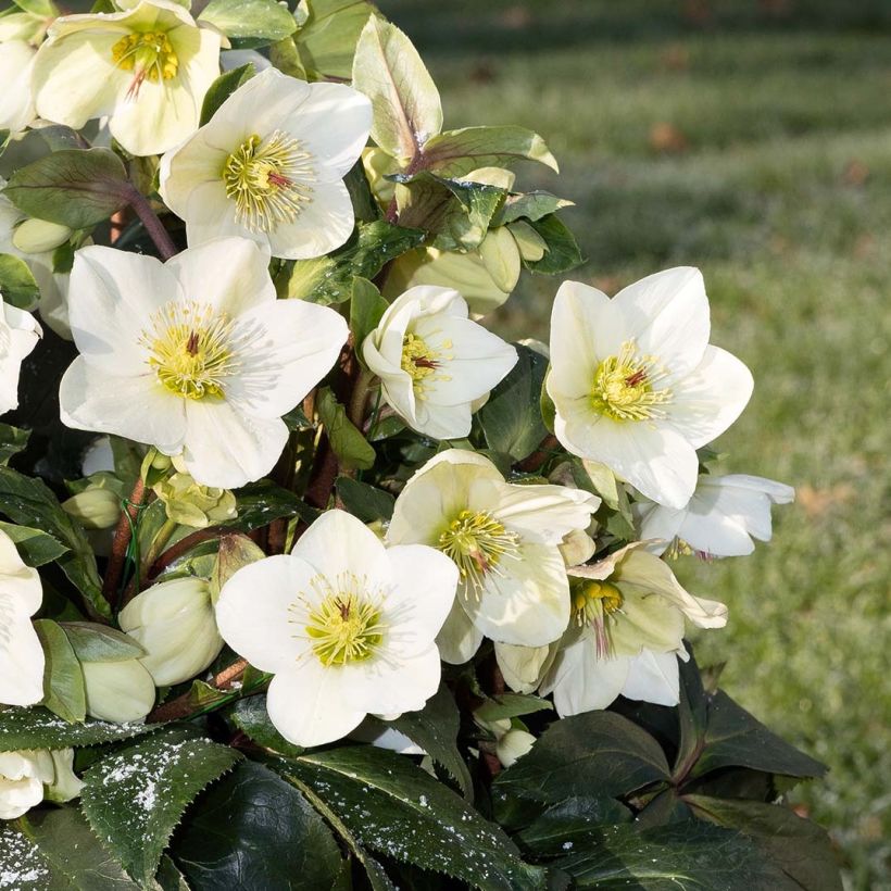 Helleborus glandorfensis Ice N' Roses White - winterroos (Bloei)