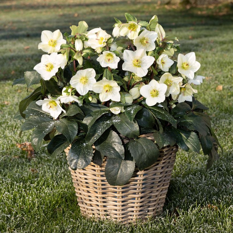 Helleborus glandorfensis Ice N' Roses White - winterroos (Groeiplaats)