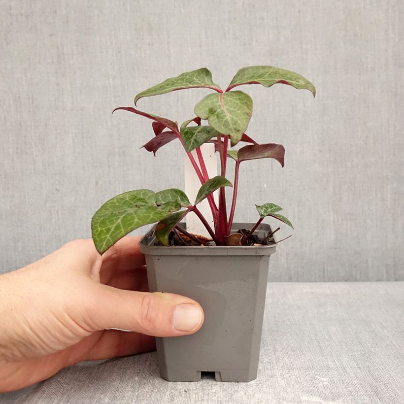 Exemplaar van Helleborus lividus - nieskruid Kweekpotje van 8/9 cm zoals geleverd in de winter