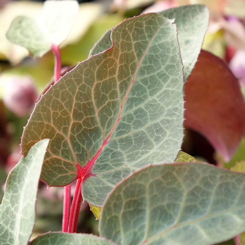 Helleborus lividus - nieskruid (Blad)