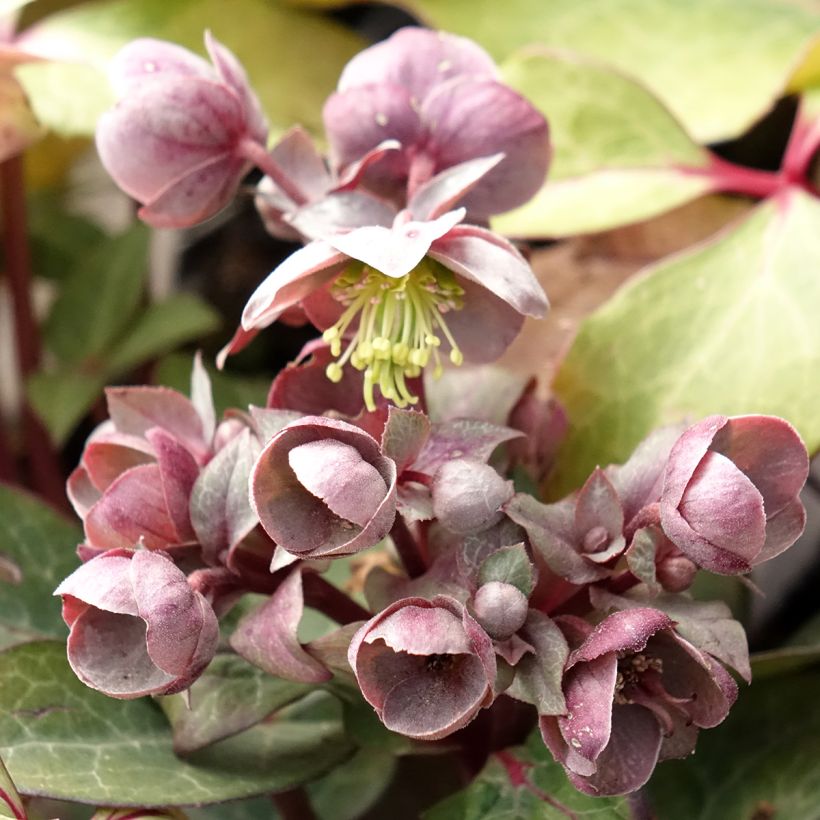 Helleborus lividus - nieskruid (Bloei)