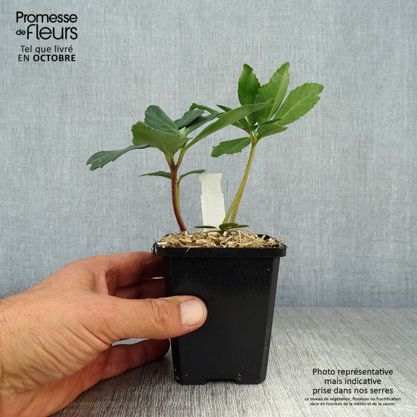 Exemplaar van Kerstroos - Helleborus niger Kweekpotje van 8/9 cm zoals geleverd in de herfst
