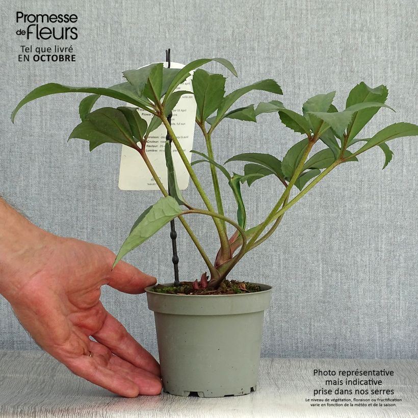 Exemplaar van Helleborus nigercors Candy Love - Kerstroos Pot van 12 cm / 13 cm zoals geleverd in de herfst