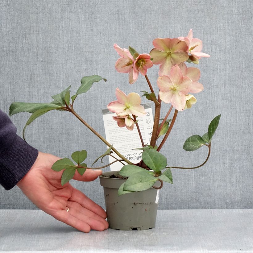Exemplaar van Helleborus nigercors Candy Love - Kerstroos Pot van 12 cm / 13 cm zoals geleverd in de lente