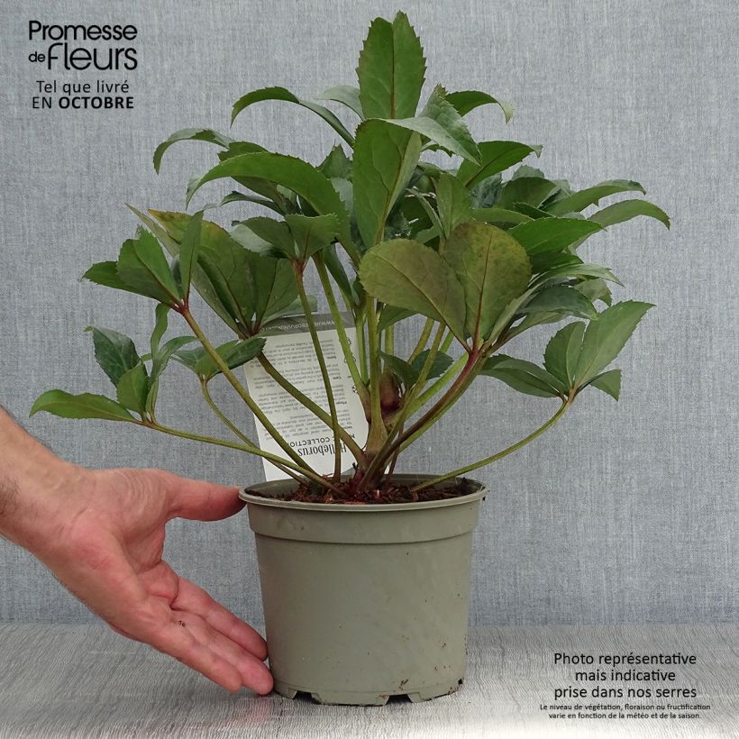 Exemplaar van Helleborus nigercors Candy Love - Kerstroos Pot van 2 l/3 l zoals geleverd in de herfst
