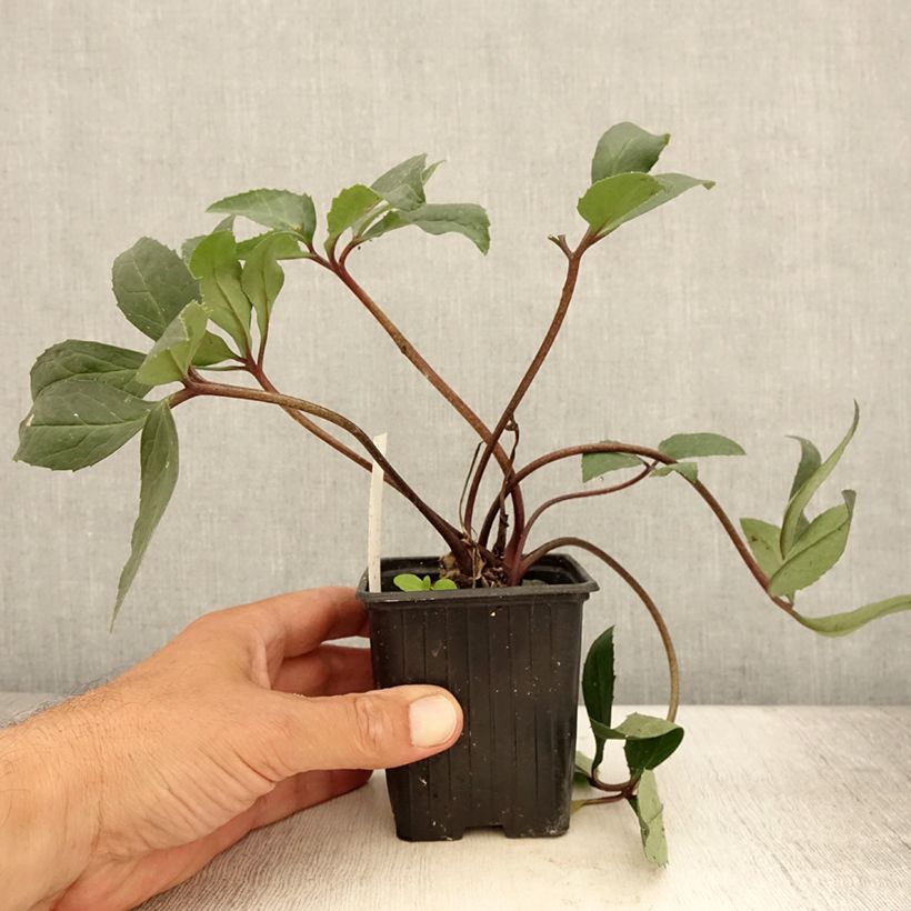 Exemplaar van Helleborus ericsmithii Scrat Ice - nieskruid Kweekpotje van 8/9 cm zoals geleverd in de zomer