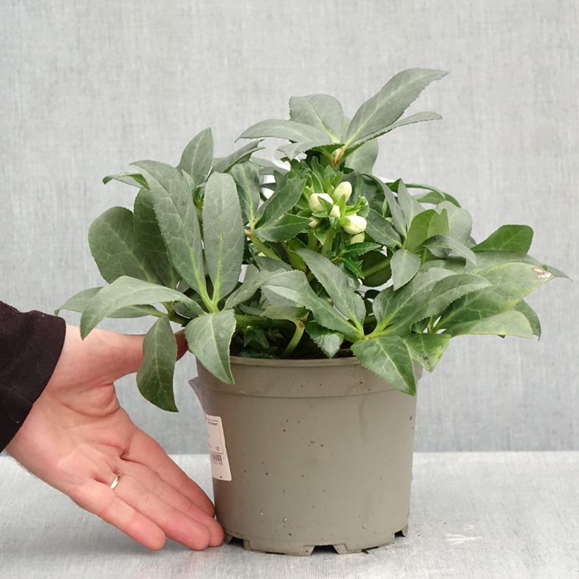 Exemplaar van Helleborus ericsmithii Sid Ice - nieskruid Pot van 2 l/3 l zoals geleverd in de herfst
