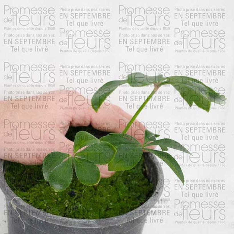 Voorbeeld van een exemplaar van Hellébore orientale Verte Pot de 2L/3L zoals geleverd