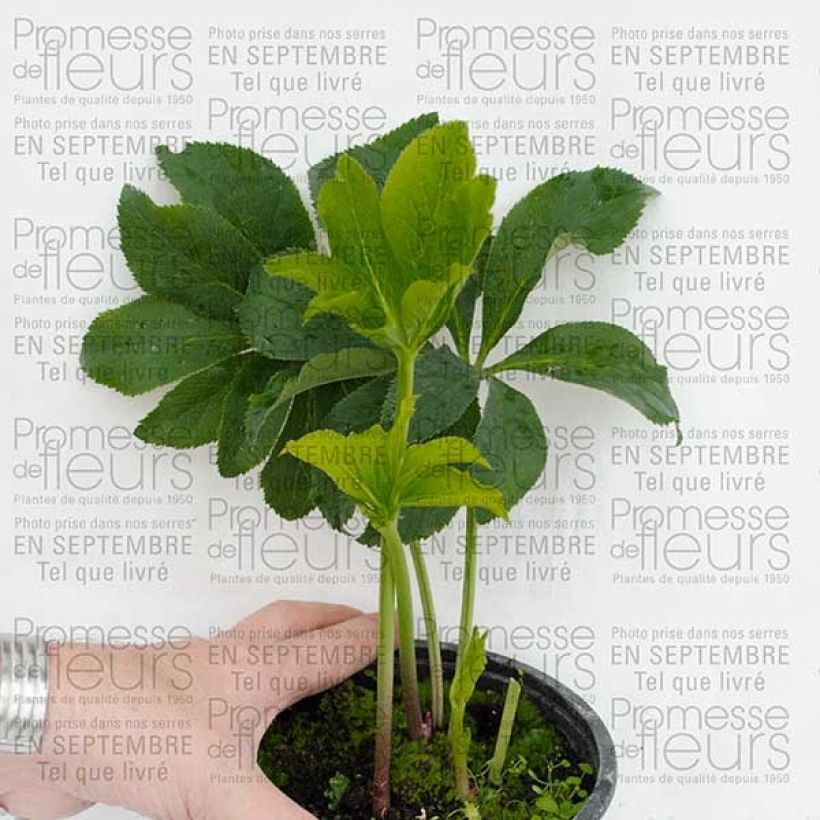 Voorbeeld van een exemplaar van Hellébore orientale Rose Pot de 2L/3L zoals geleverd