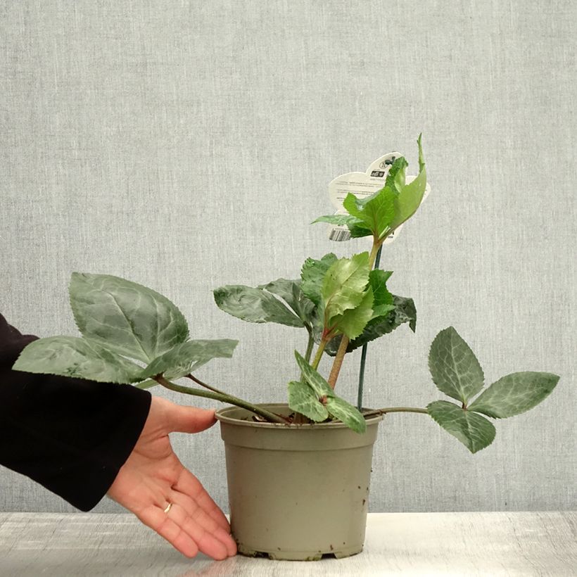 Exemplaar van Hellébore oriental ViV Bianca Pot de 2L/3L zoals geleverd in de herfst