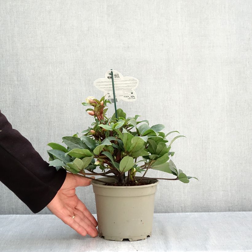 Exemplaar van Helleborus ViV Olivia - Lenteroos Pot van 2 l/3 l zoals geleverd in de herfst