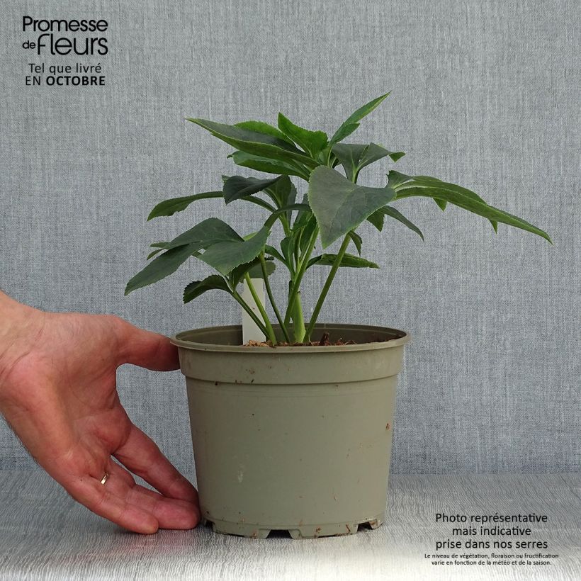 Exemplaar van Helleborus Apricot guttatus - Lenteroos apricot gespikkeld Pot van 2 l/3 l zoals geleverd in de herfst