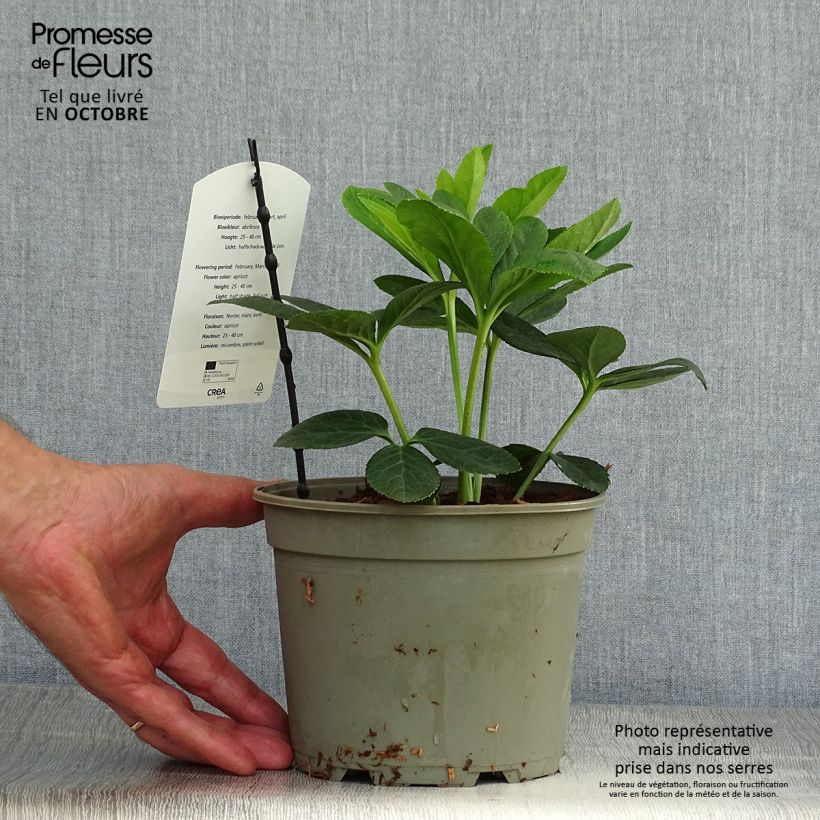 Exemplaar van Helleborus Apricot - Lenteroos apricot Pot van 2 l/3 l zoals geleverd in de herfst
