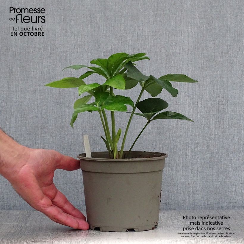 Exemplaar van Helleborus Anemone Yellow - Lenteroos geel Pot van 2 l/3 l zoals geleverd in de herfst