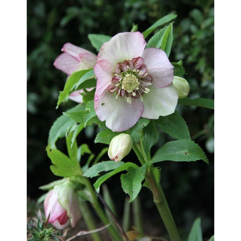 Helleborus Anemone Picotee - Lenteroos met donkerroze tot bordeaux rand (Groeiplaats)