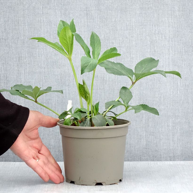 Exemplaar van Helleborus Anemone Picotee - Lenteroos met donkerroze tot bordeaux rand Pot van 2 l/3 l zoals geleverd in de lente