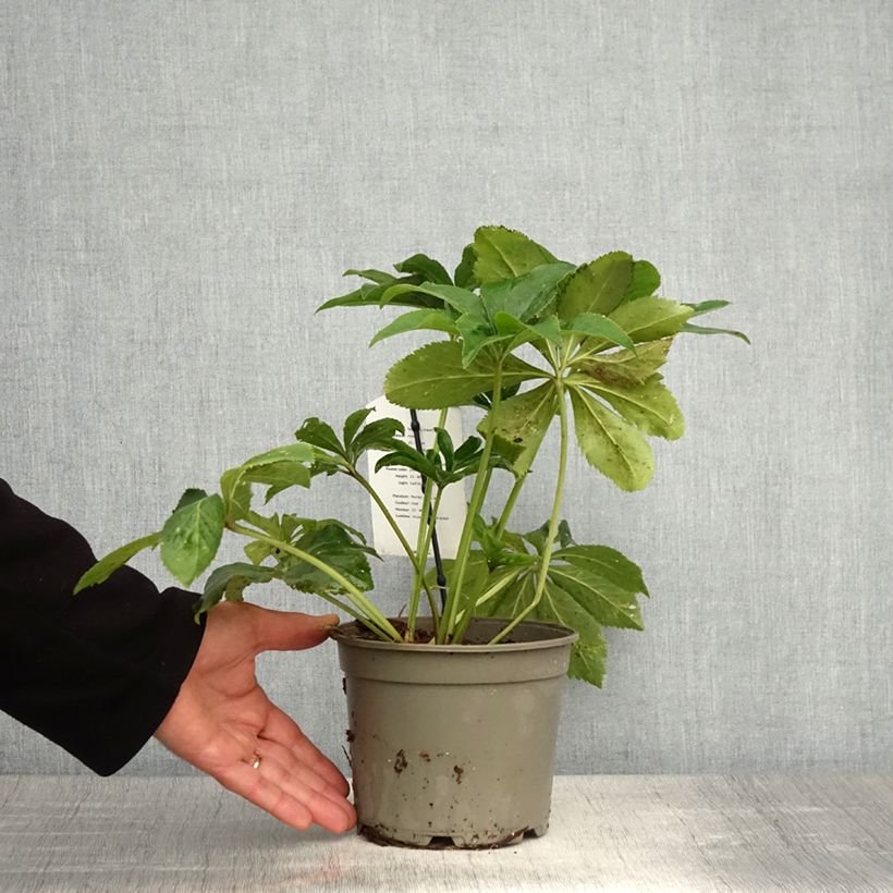 Exemplaar van Helleborus Anemone Pink - Lenteroos roze Pot van 2 l/3 l zoals geleverd in de lente